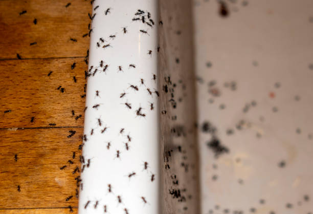 Best Mosquito Control Services  in Lexington, KY