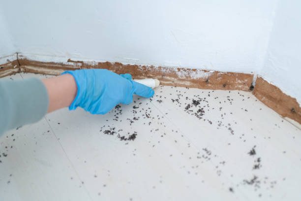 Reliable Lexington, KY Pest Control Solutions